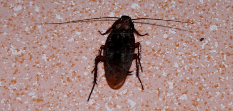 cucaracha